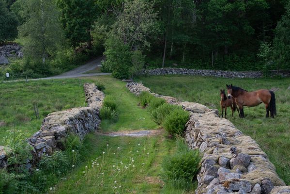 Fägatan upp mot skogen