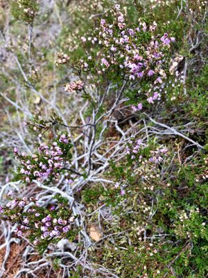 Fantastisk nybyggd stuga i mysiga Fjätervålen - Bild 32