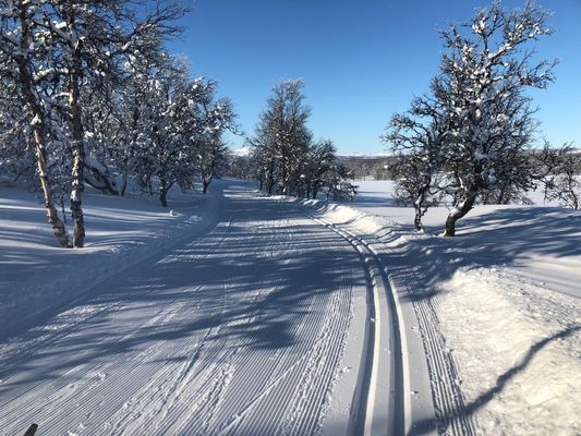 Alltid nydragna spår varje morgon