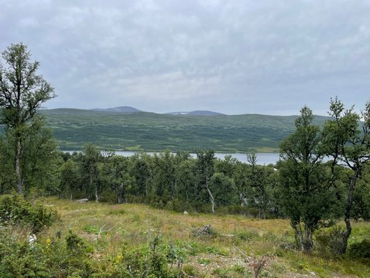 Utsikt sommar