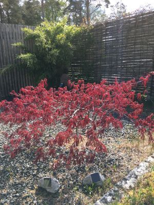Mysig stuga i Mellbystrand - Bild 14