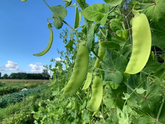 Bo på vår sparrisgård och upptäck Kullabygden! - Bild 15