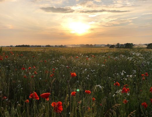 Hyr vårt underbara hus på Österlen i Juli - Bild 19