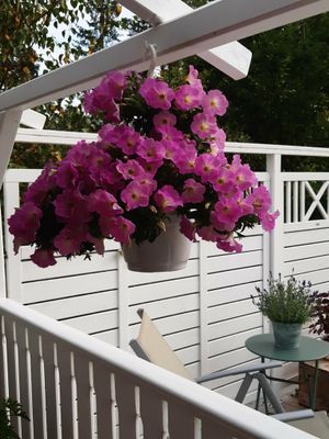 Sjönära stuga i trevligt område Gräddö/Rådmansö - Bild 9