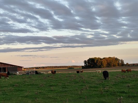 Klassiskt kalkstenshus i Dalhem - Bild 9