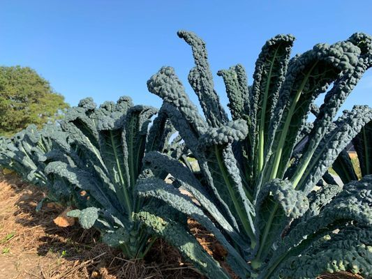 Bo på vår sparrisgård och upptäck Kullabygden! - Bild 16