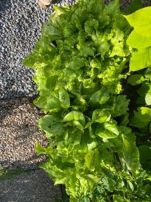 Sallad att plocka