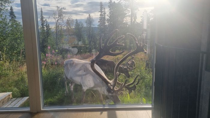 Området ligger i närheten av renbetesområde med renbesök från vårkanten till framåt hösten
