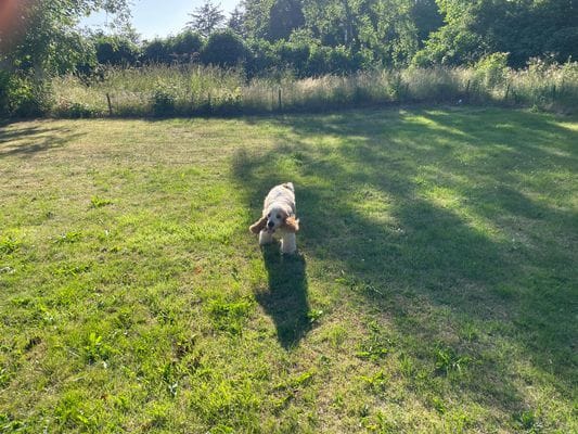 Stor inhängnad trädgård perfekt för barn och hund