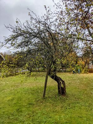 Mörlunda fruktträdgård - Bild 41