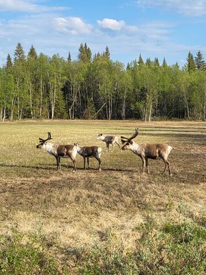Mysigt fjällhus i Jämtland - Bild 36