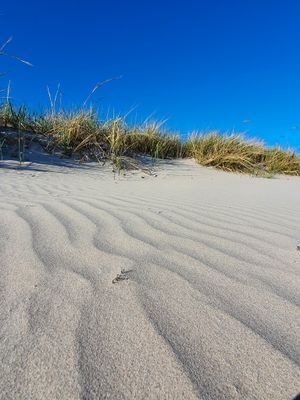 Tofta Strand - Gotland - Bild 8
