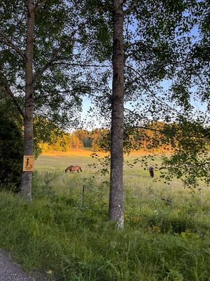 Lantlig torpidyll med saltvattenpool - Bild 60