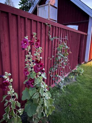 Fantastiska stockrosor längsmed sed insynsskyddande planket.