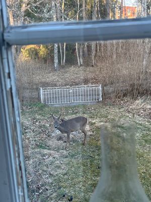 Lantlig torpidyll med saltvattenpool - Bild 71