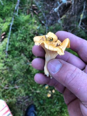 Semesterhuset vid Älgsjön "Stora älg" - Bild 7