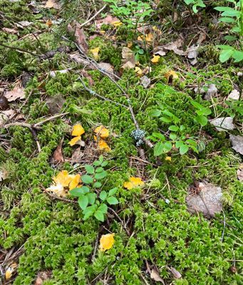Kantareller i skogen bredvid huset