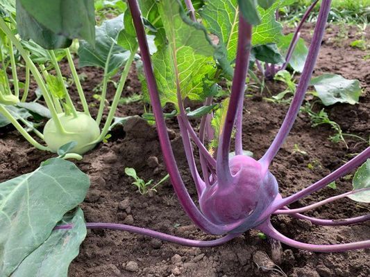 Bo på vår sparrisgård och upptäck Kullabygden! - Bild 17