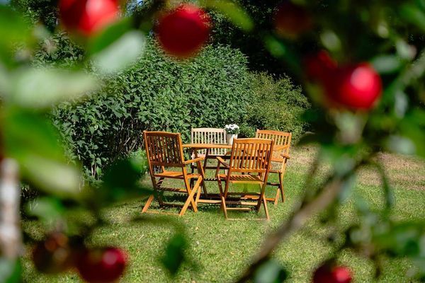 Trädgård med äppelträd och syréner