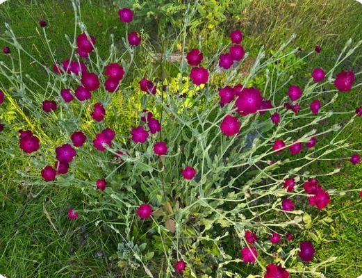 En idyllisk tillflykts plats vid sjön - Bild 26