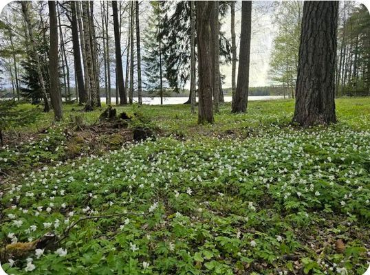 En idyllisk tillflykts plats vid sjön - Bild 23