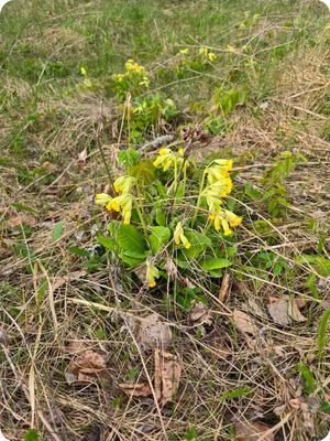 En idyllisk tillflykts plats vid sjön - Bild 24