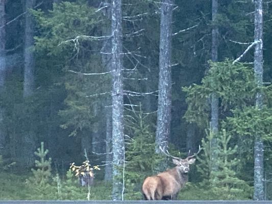 Rymlig 4p stuga med öppen spis i badort - Bild 25