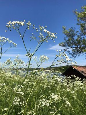 Hus med sjötomt, brygga, sandstrand, max kvällssol - Bild 29