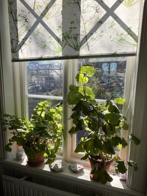 Fantastiskt skärgårdsställe - Bild 11