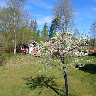 Äppelblom med Lekstuga