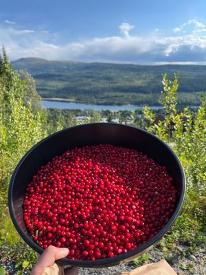 Inspo - Sommar - Plocka Lingon, blåbär, HJORTRON <3<3