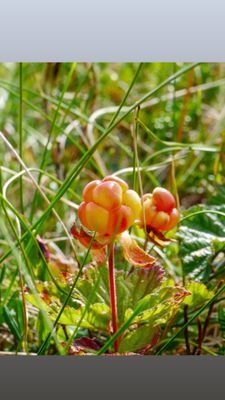 Fjällstuga Storhogna - Bild 22