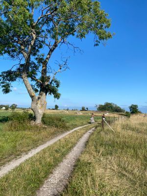 DRÖMSEMESTER - modernt sekelskifteshus på Fårö - Bild 15