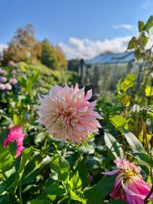 Stuga med bastu och privat å-tomt på Österlen - Bild 22