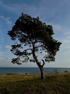 Stuga med bastu och privat å-tomt på Österlen - Bild 35