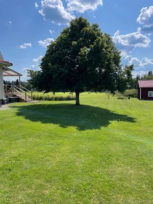 Det stora trädet ger skön svalka varma sommardagar