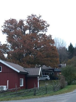 Mysig stuga på landet, 4-6 bäddar, hund välkommen - Bild 36