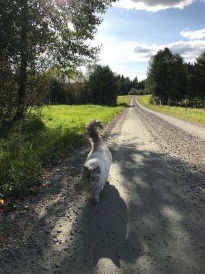 Mysig stuga på landet, 4-6 bäddar, hund välkommen - Bild 33