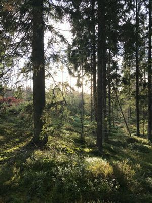 Mysig stuga på landet, 4-6 bäddar, hund välkommen - Bild 11