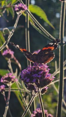 Kombinera Stockholm och njut av naturen - Bild 17