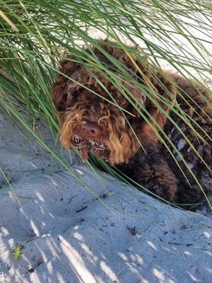 Bild 3 på Trivsam marklägenhet uthyres i Böda, Norra Öland