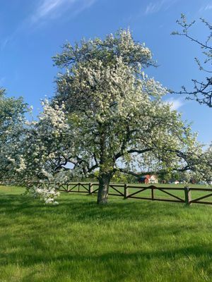 Charmig lantlig stuga med air condition. - Bild 35