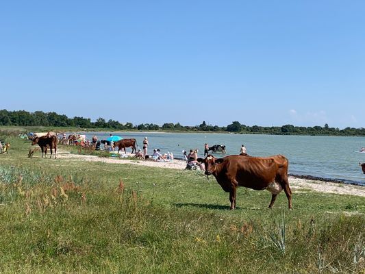 Charmig lantlig stuga med air condition. - Bild 42