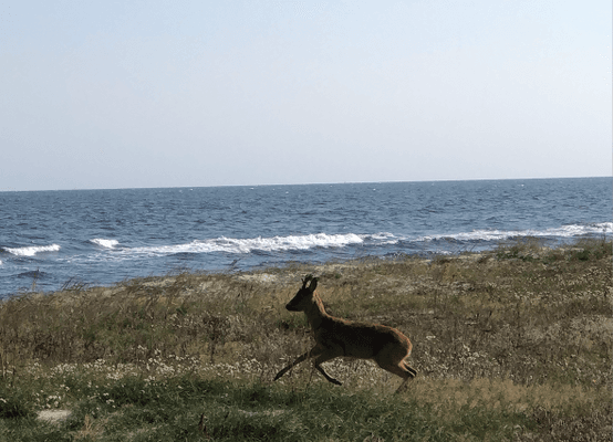 Härligt stort hus för flera familjer nära stranden - Bild 30