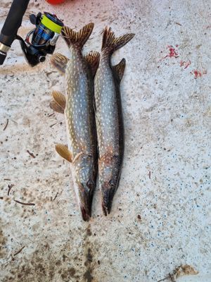 Fina möjlighet för fiske, gädda, abborre och gös.