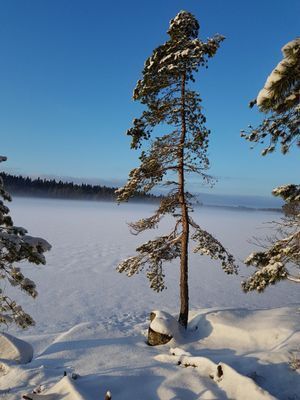 Semesterhuset vid Älgsjön "Stora älg" - Bild 15