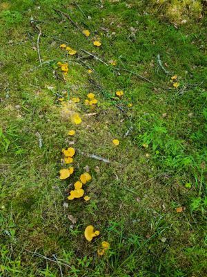 Fina områden för att plocka svamp och bär.