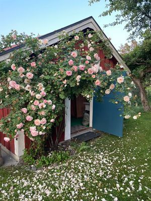 Bäcken, ett båtsmanstorp nära Trosa - Bild 17