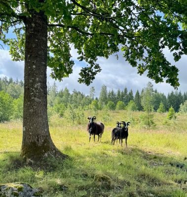 Privat sekelskiftespärla med pool och tennisbana - Bild 77
