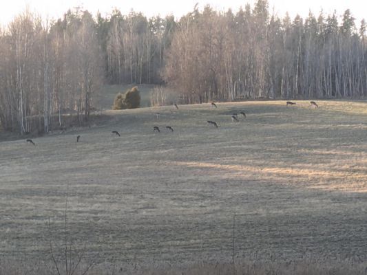VILLA PÅ LANDET UTANFÖR HÄLLESTAD I ÖSTERGÖTLAND - Bild 14